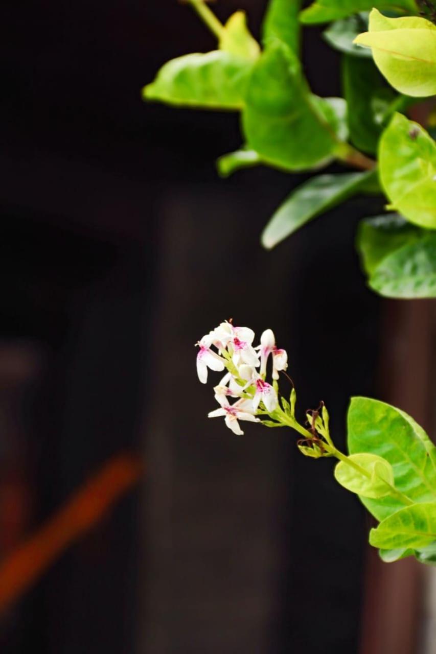 Suites E Cafe Recanto Da Arvore Arraial do Cabo Zewnętrze zdjęcie